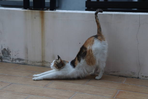 There is a cat who stretching lazily