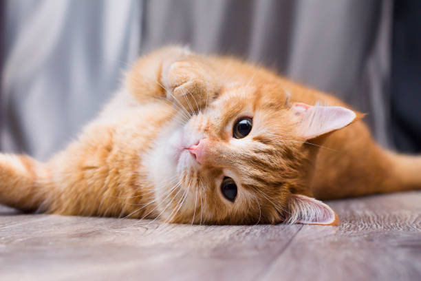 cute ginger cat lies on the floor and looks at the camera