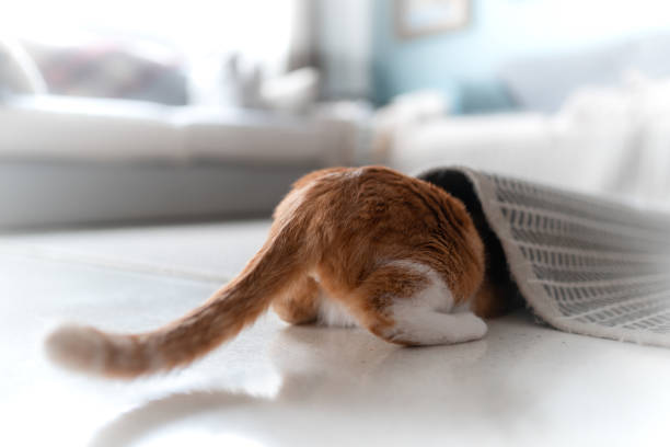 domestic cats interact in the carpet