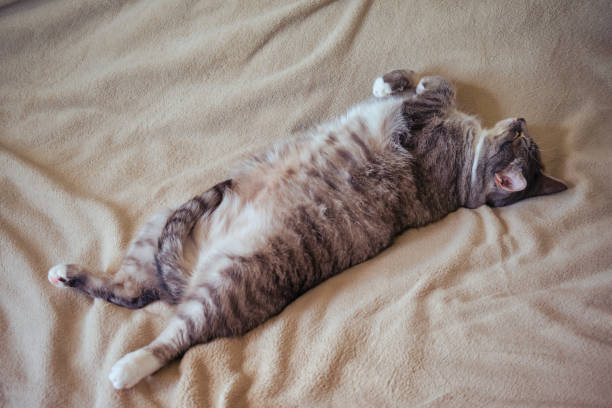 Fat gluttonous cat stretched out on a gray bedspread, belly close up