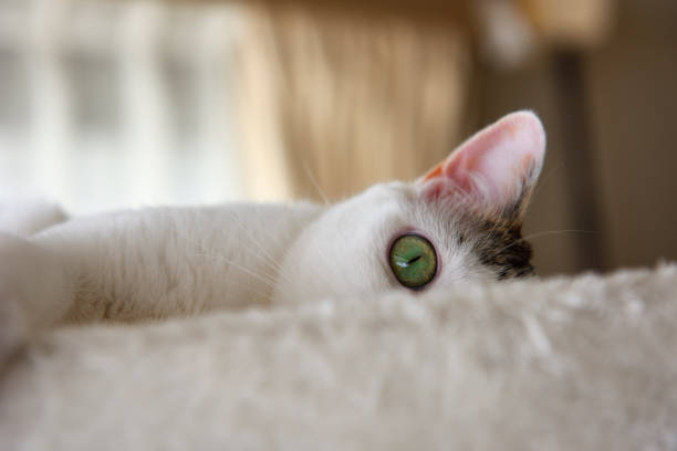 Young white cat playing hide and seek on the cat tower