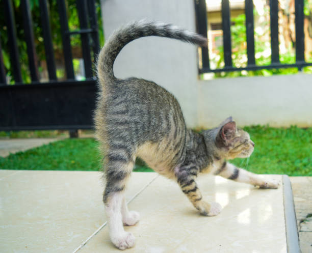 Young cat stretching after Wake up