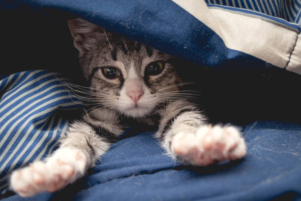 A 2 month old kitten under a blanket stretches her arms out towards the camera