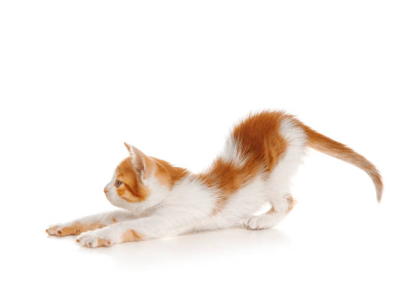 Cute little kitten on white background