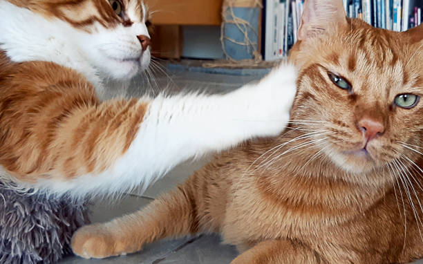 A couple of red hair cats playing in front of the camera