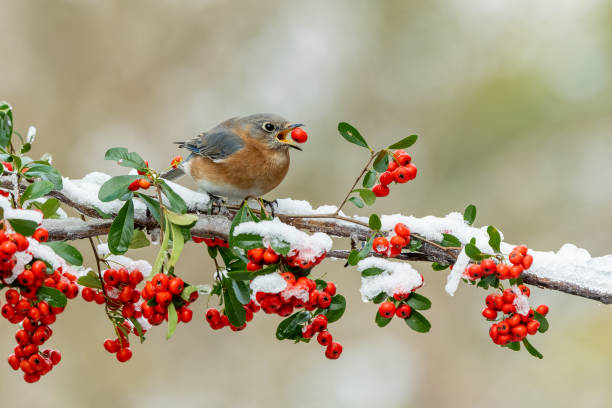 Bluebird Eating Holly Berry