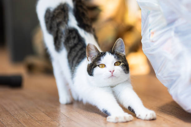 A pet cat relaxing and stretching her back