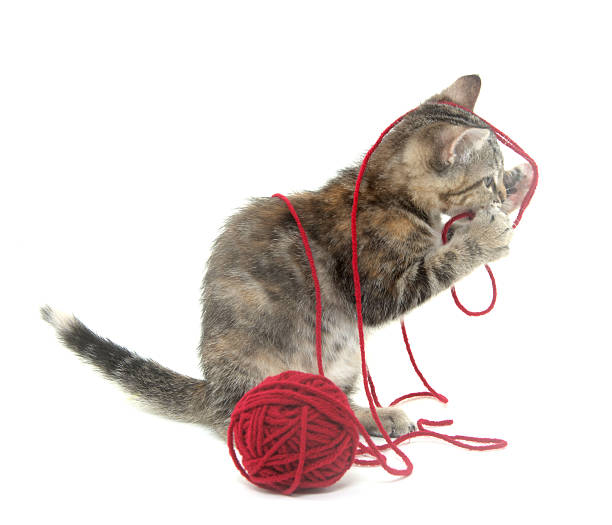 Cute tabby cat with a red ball of yarn on white background