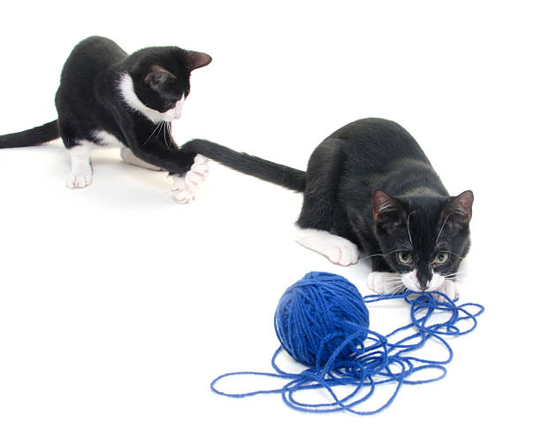 Two cute cats playing with blue yarn on white background