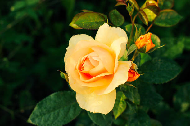 Rose Hansestadt Rostock - top-view of yellow amber rose with buds