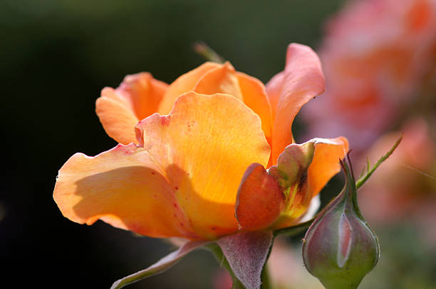 Tea rose in the counter-light