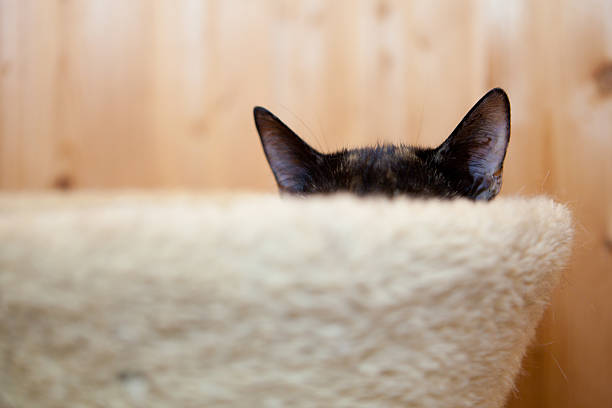 hidden cat sitting inside plush cat hole