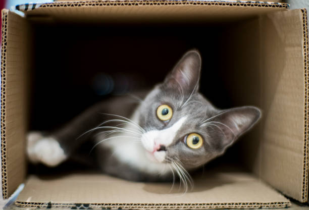 Cat inside a cardboard box