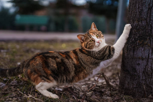 Street Cats in Public Park