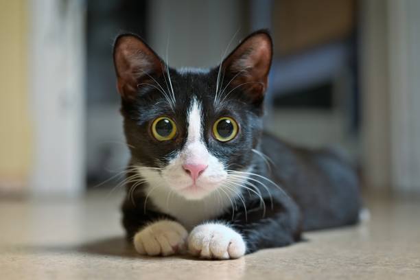 Cute Tuxedo kitten lying on the floor and looking curious at camera