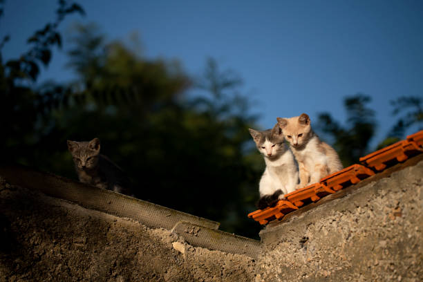 Sleepy kittens in the morning sun