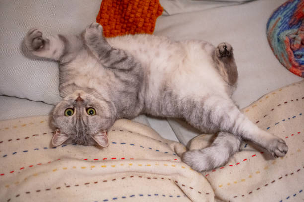 One cute cat lying down on a pillow with eyes open and staring at camera