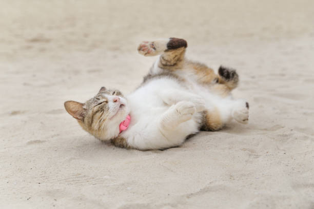 Pampered cat lying on its back on the beach