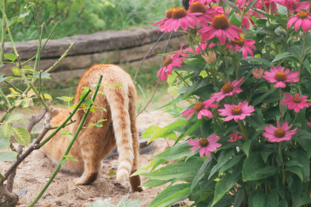 Image of a cat stretching next to pink flowers