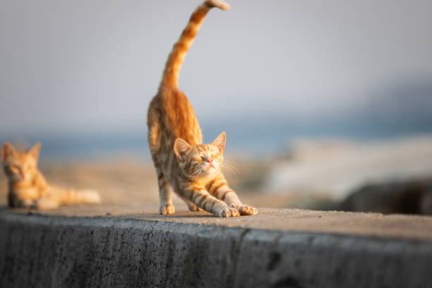 Ginger stray kittens are sitting on the middle of the street