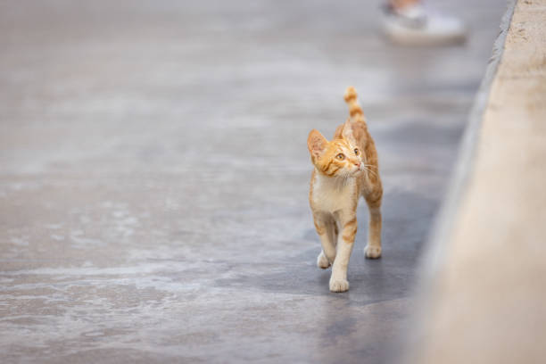 Ginger stray kitten is walking on the street at sunset