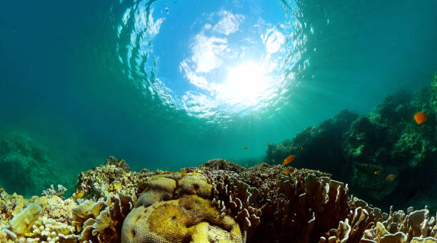 Coral reef and marine fish. Tropical fish underwater world scene