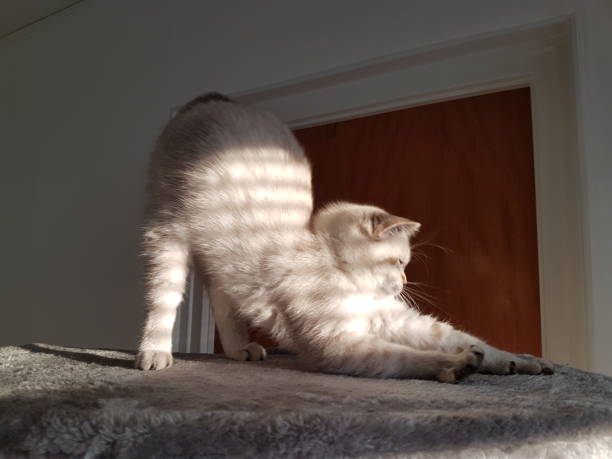 Cat Stretching On Bed