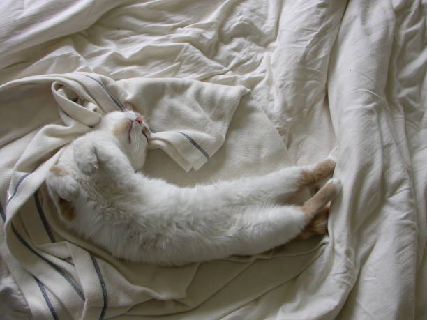 High Angle View Of Cat Sleeping On Bed At Home