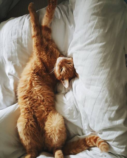 Directly Above Shot Of Cat Resting On Bed