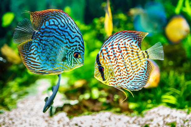 Symphysodon discus in an aquarium on a green background