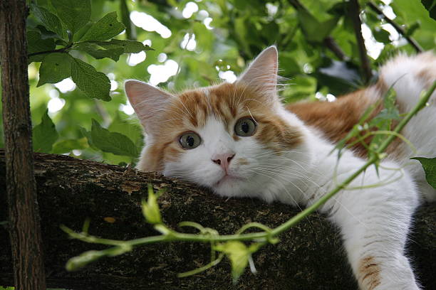 A cat sleeping relaxed in the tree