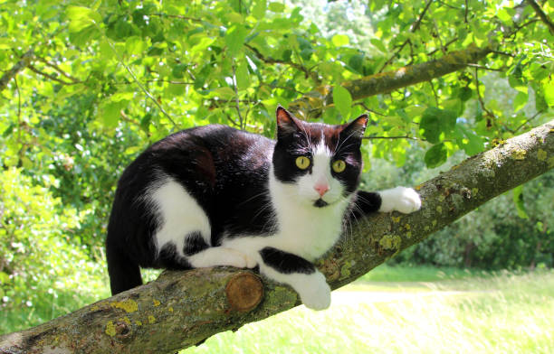 black and white cat with large eyes sitting on a tree