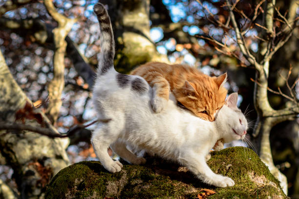 A group of wild cats at the top of Mount Amiata