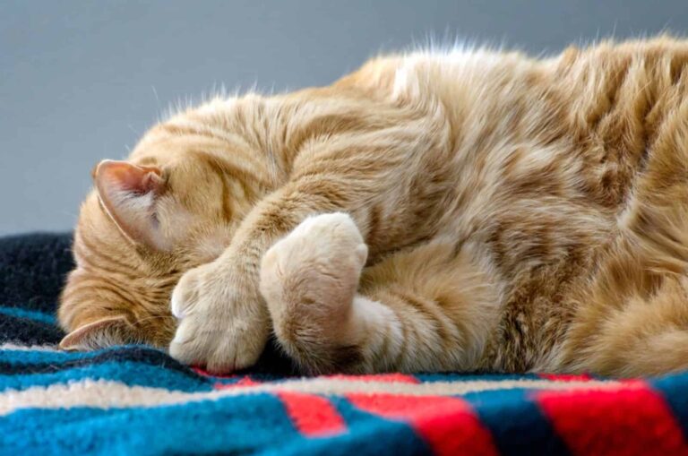 Ginger-polydactyl-cat-hiding-face-with-large-paws