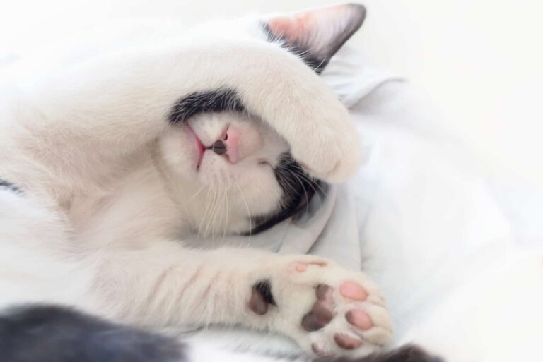 cat-sleeping-with-paw-cover-its-face-on-white-blanket