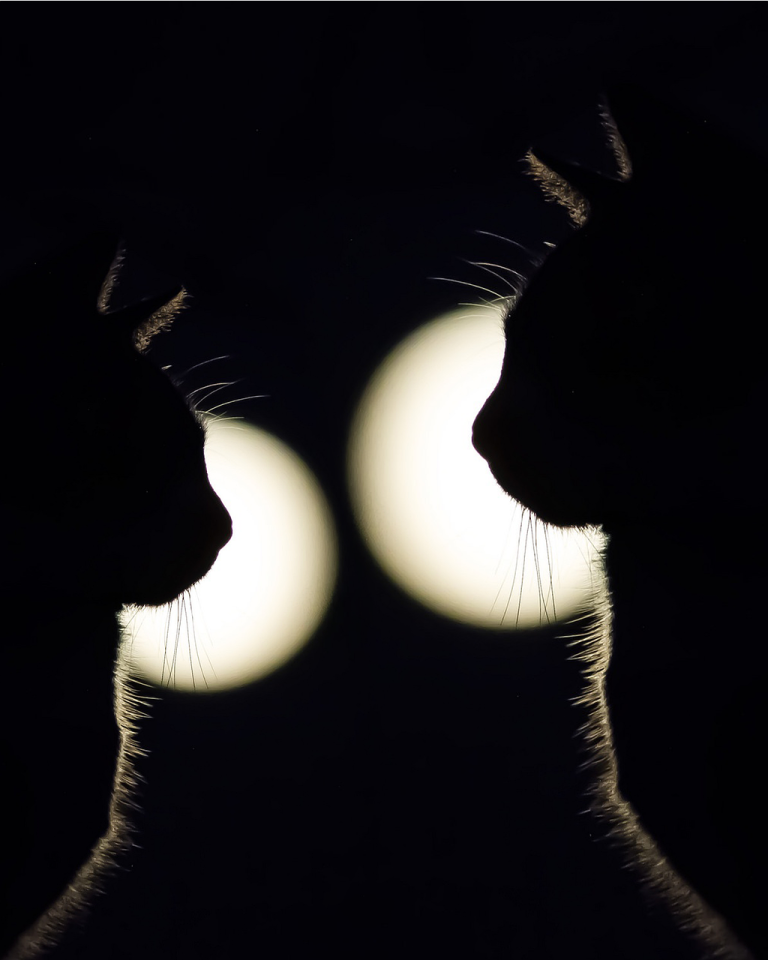 Nocturnal face-to-face