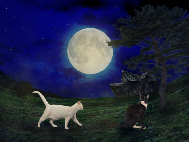 two cats -black and white- meet up in the night, digital composite