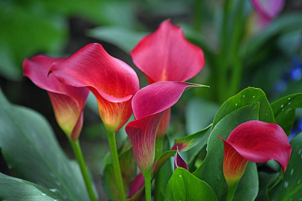 Red flowers on a calla lily plant with lush greenery
