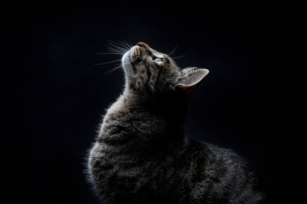 istockphoto-1388926925-612x612-2