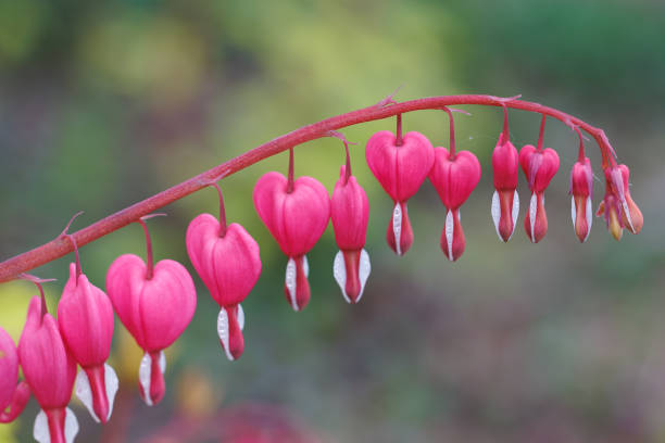 istockphoto-2174658184-612x612