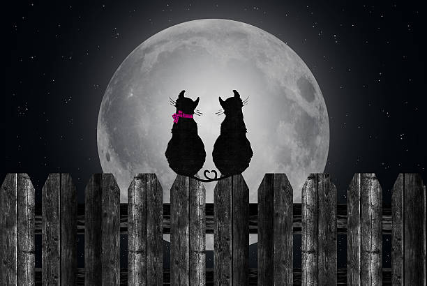 Felines and full moon