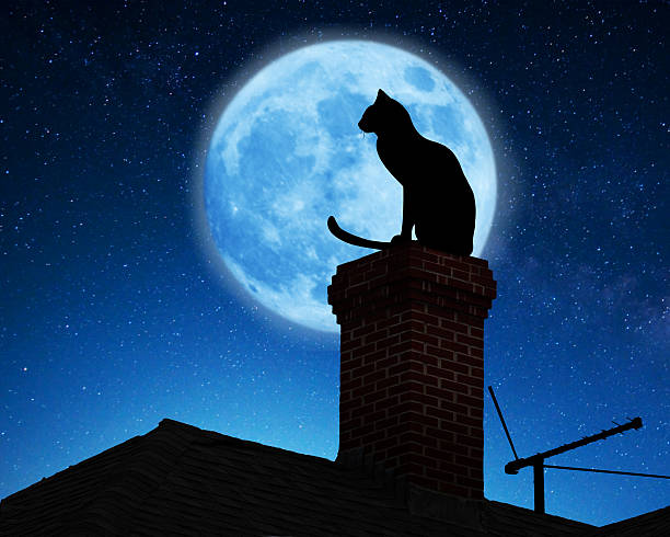 Cat on a roof