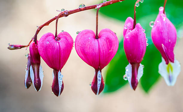 istockphoto-487360577-612x612