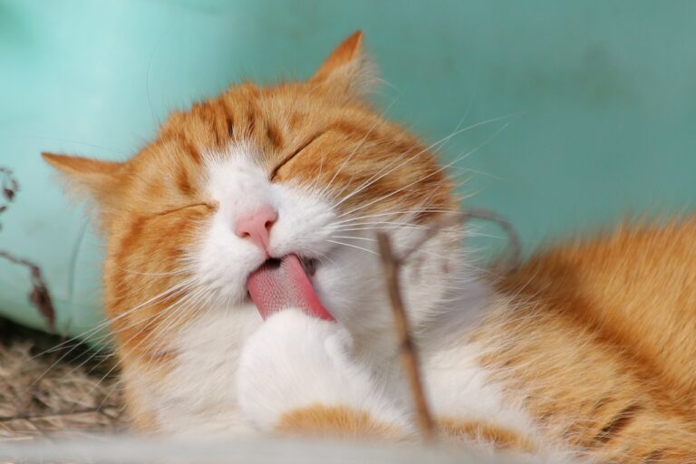 Feline delight