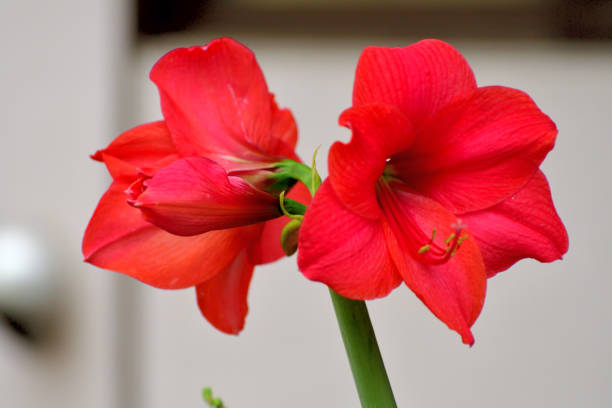 istockphoto-1269441775-612x612