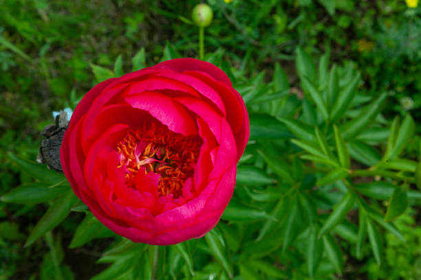 Big red peony bud on green foliage background