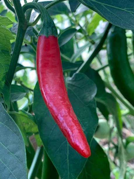 Red Chili Pepper Plant