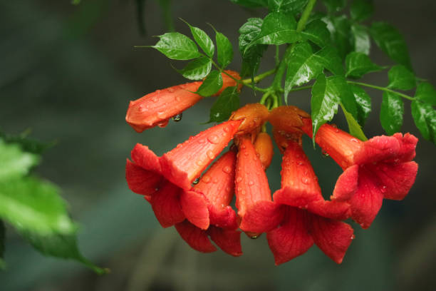 istockphoto-1401041279-612x612