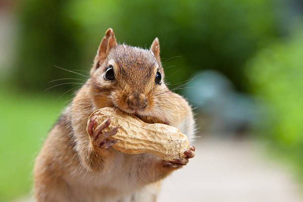 A very happy chipmunk with a very large peanut