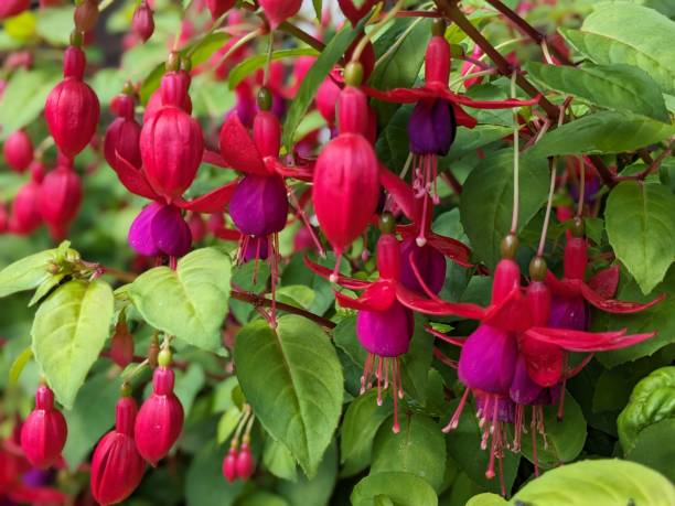Red and purple Fuchsia flower and green leaves